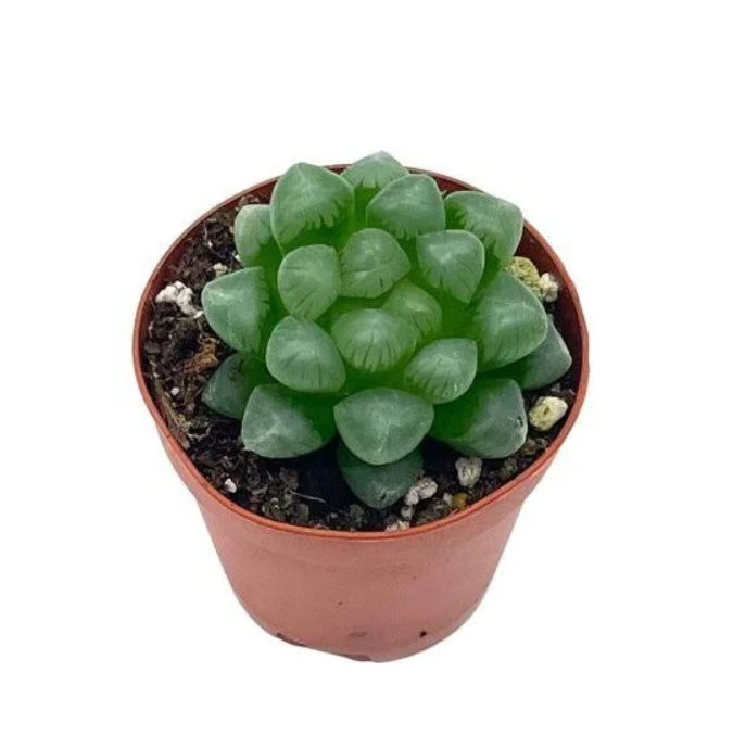 هاورتیا کوپری کوچک گلدان 8